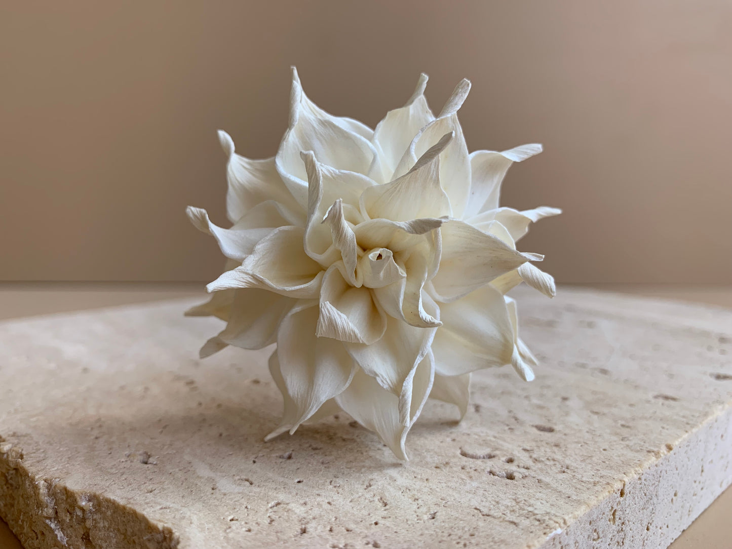 Dahlia Cafe Au Lait