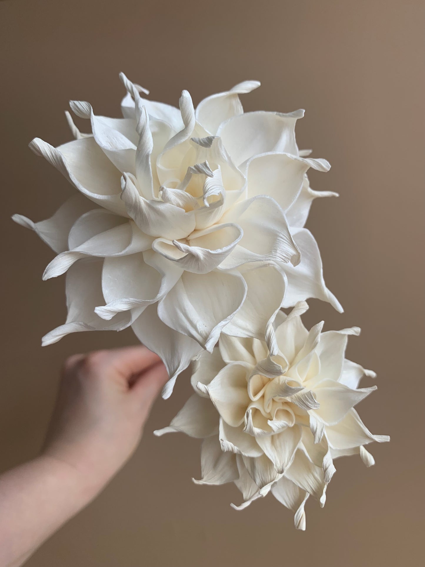Dahlia Cafe Au Lait