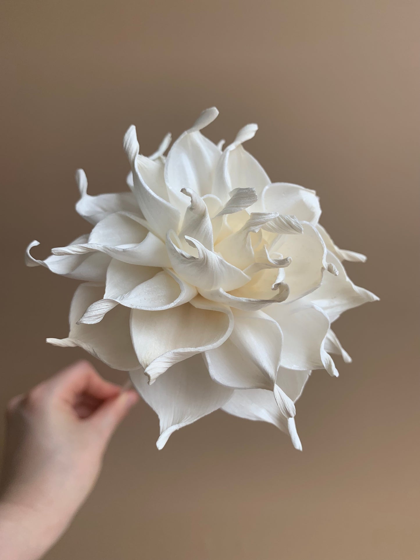 Dahlia Cafe Au Lait