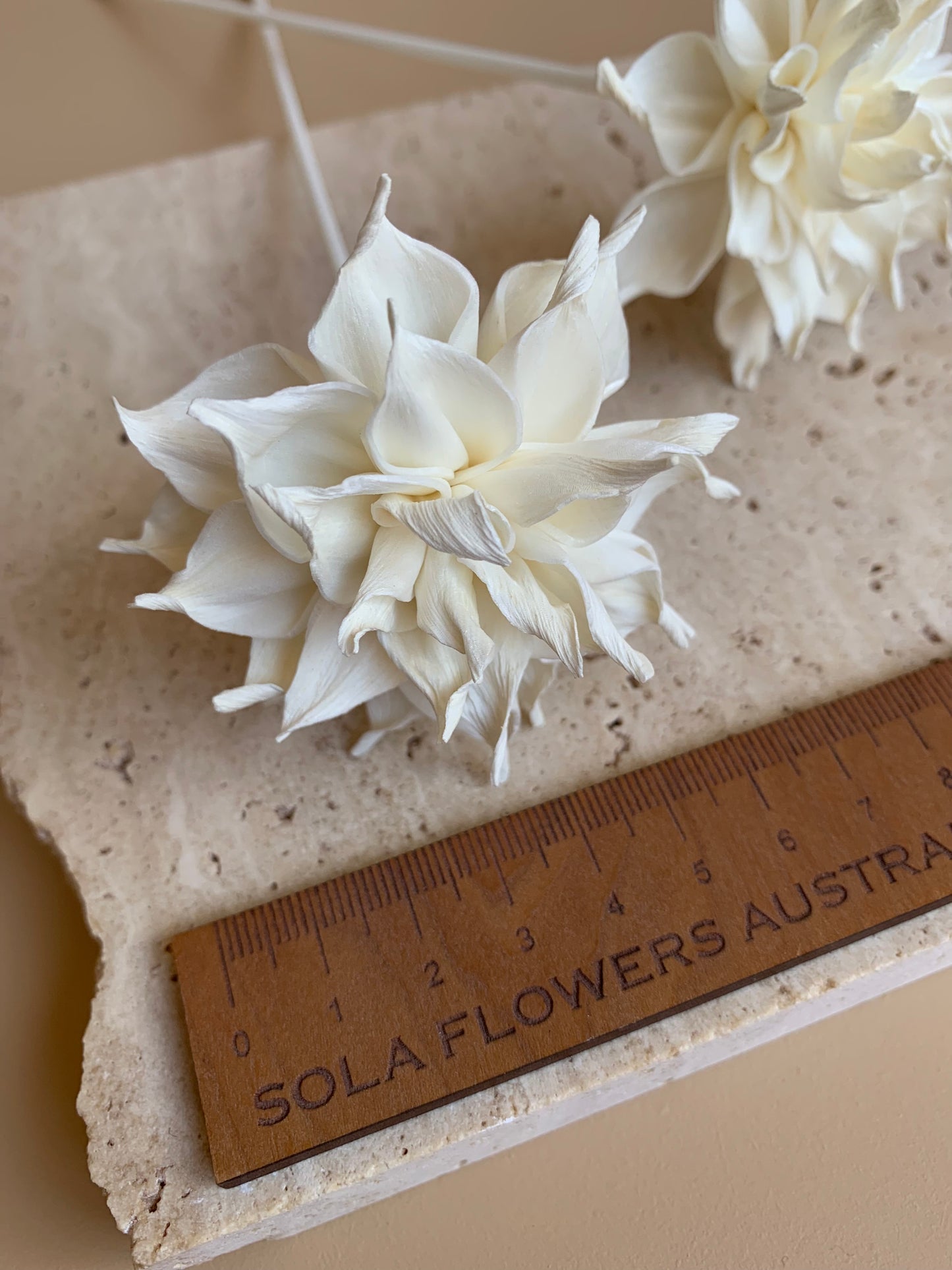 Dahlia Cafe Au Lait
