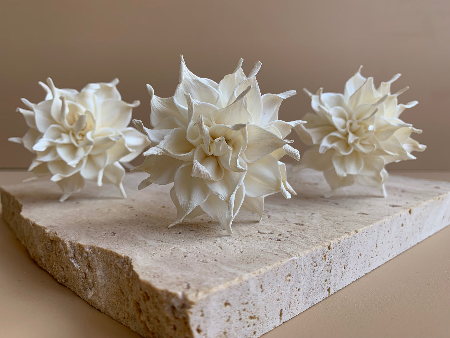 Dahlia Cafe Au Lait