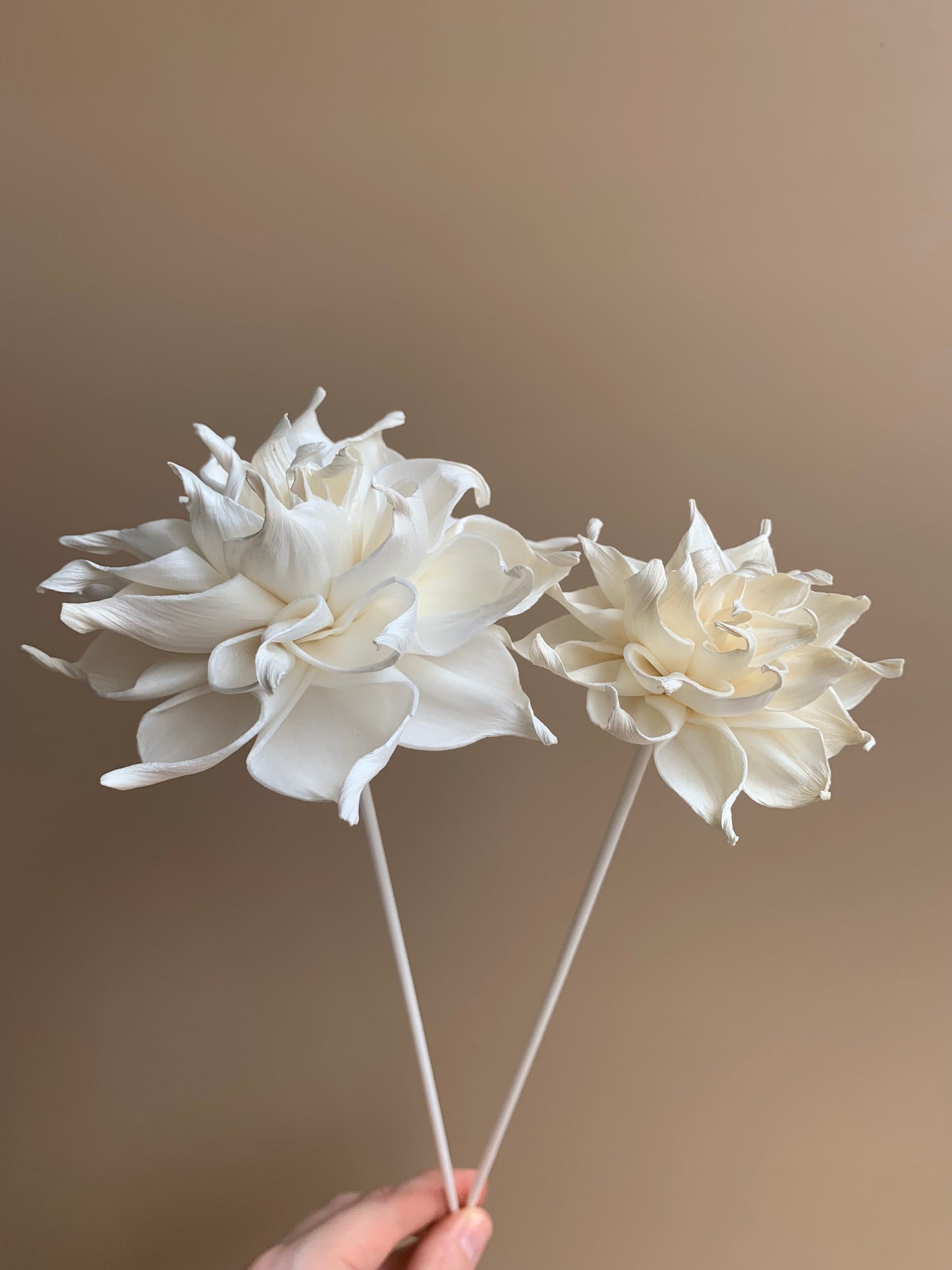 Dahlia Cafe Au Lait