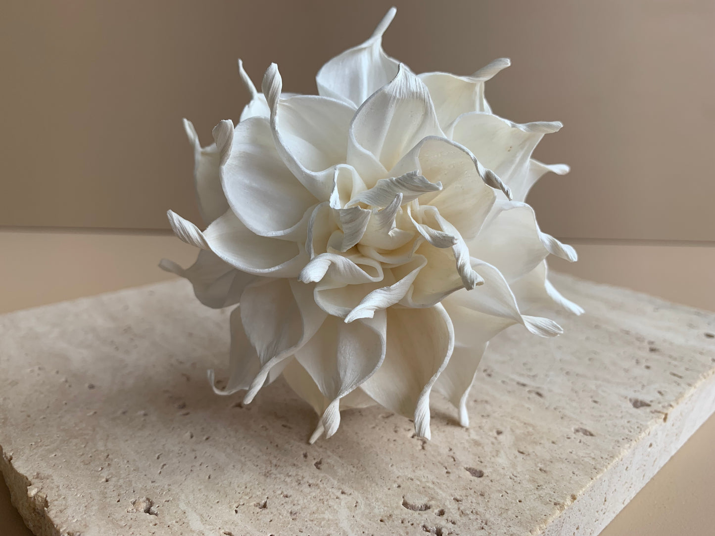 Dahlia Cafe Au Lait