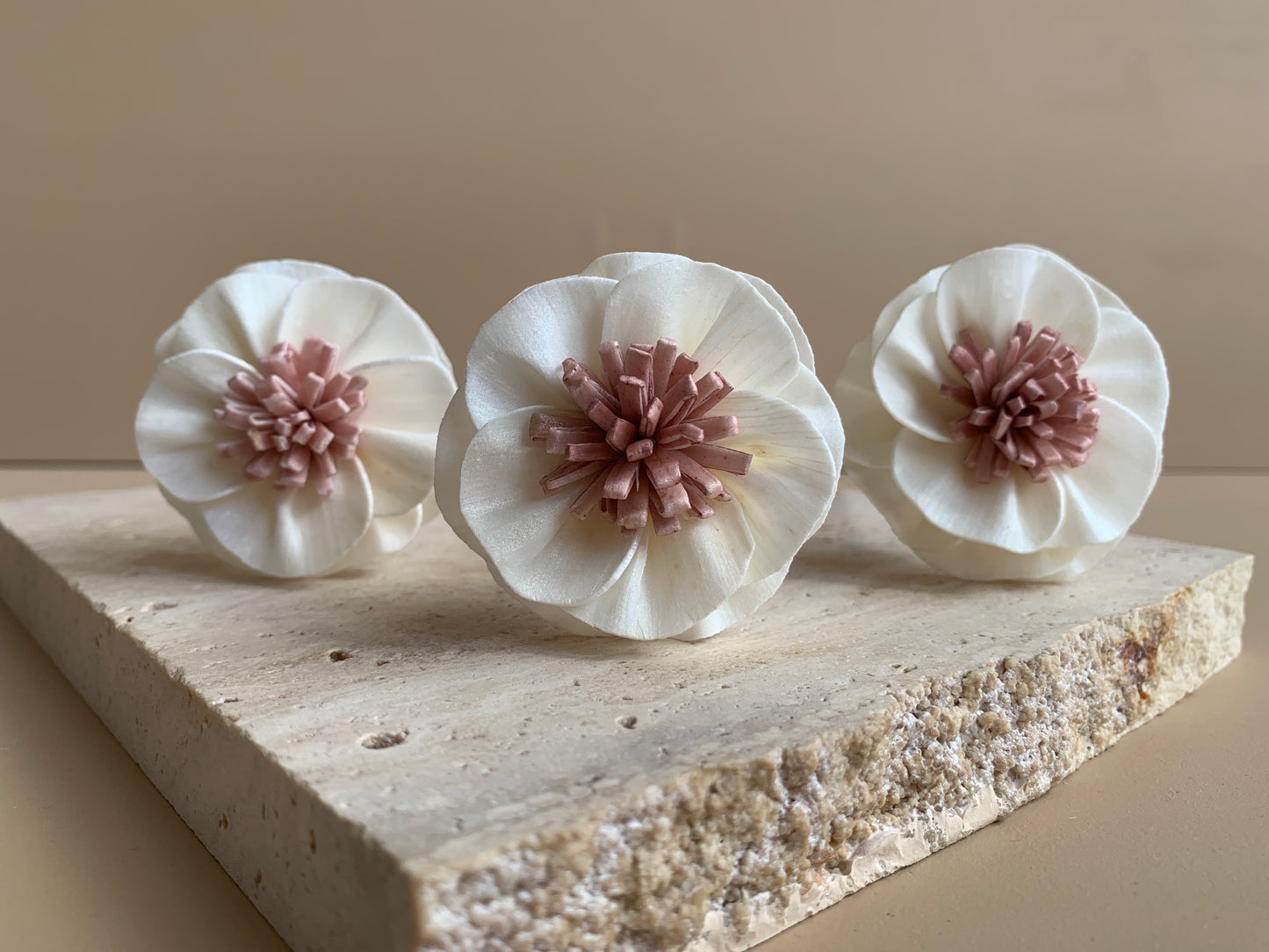 Camellia