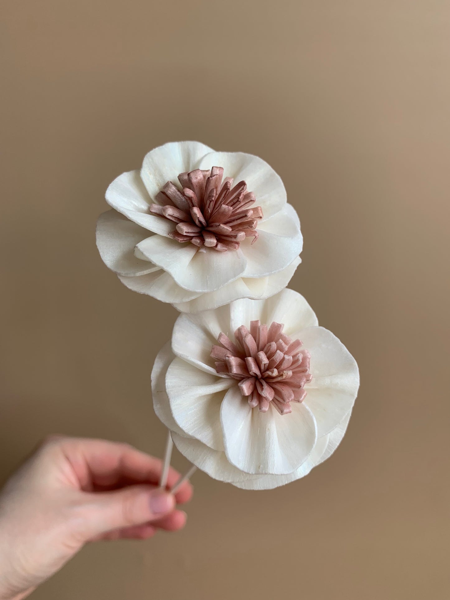 Camellia