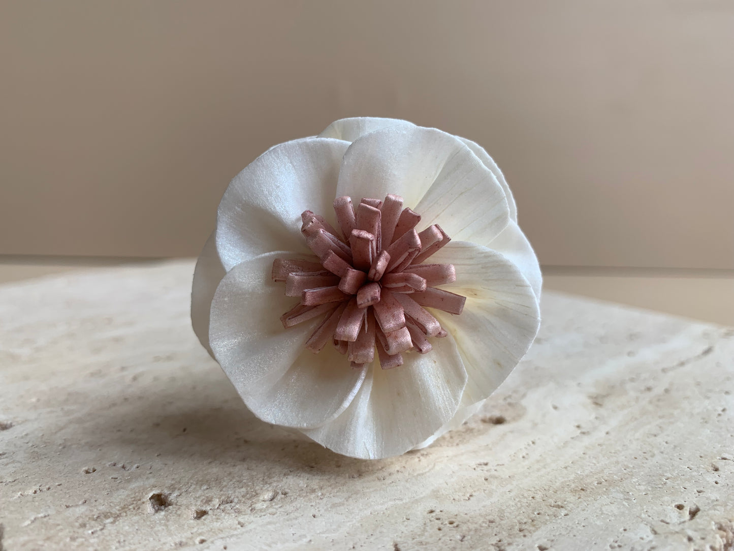 Camellia