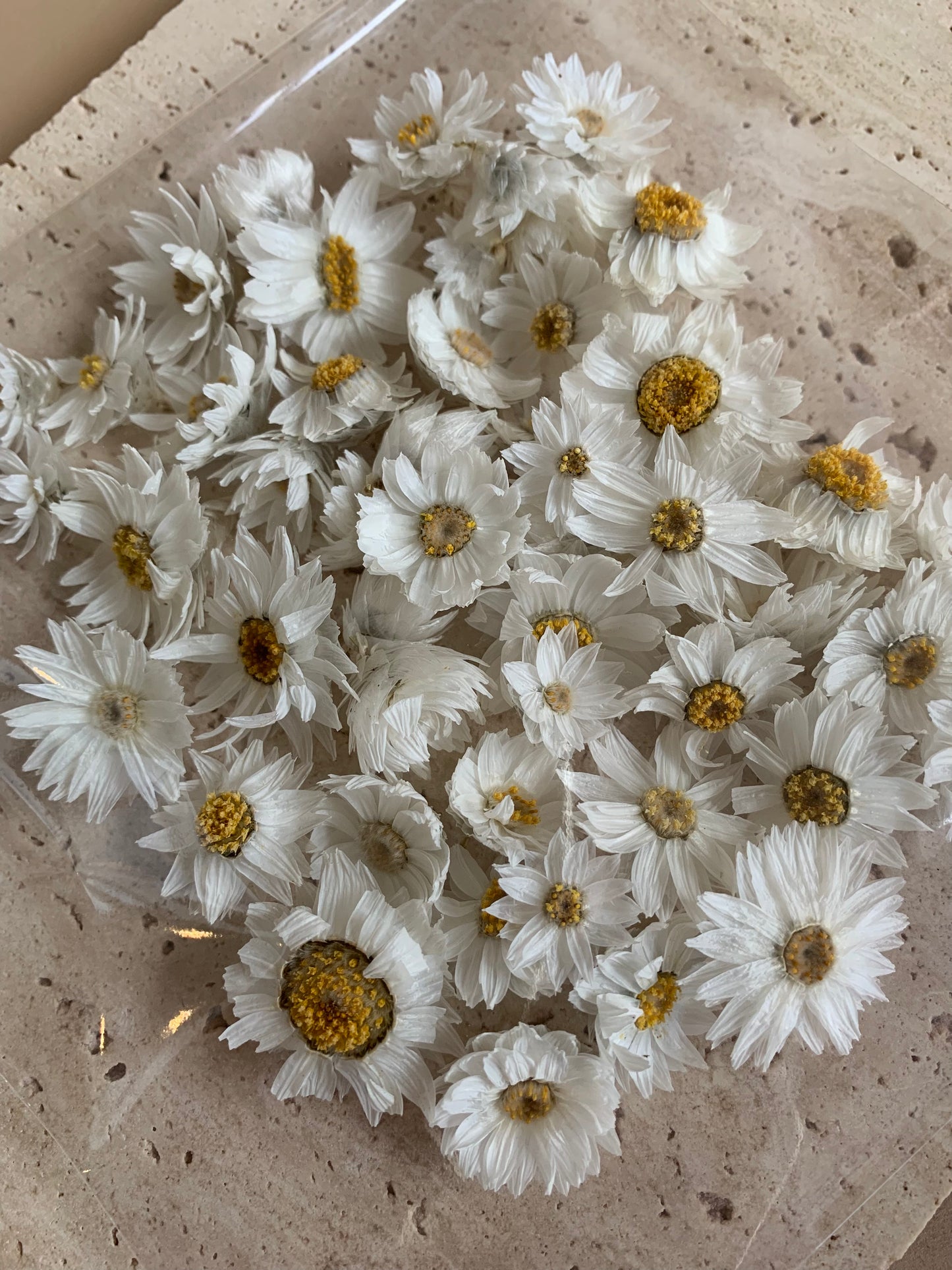 Dried Daisies