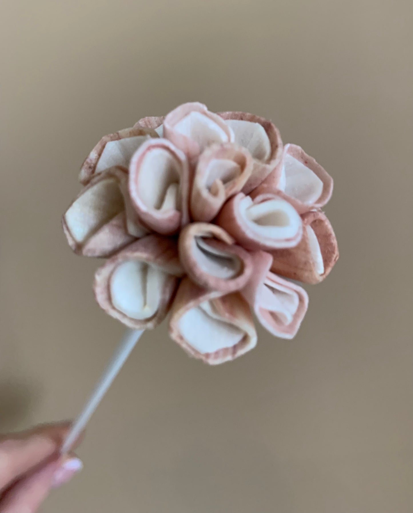 Dahlia Pink/White