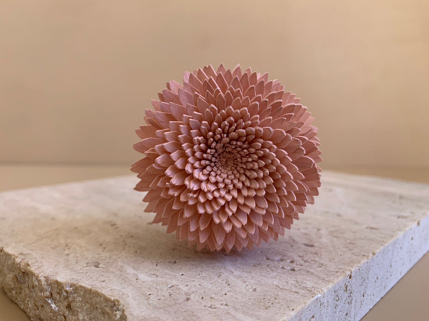 Chrysanthemum Coloured