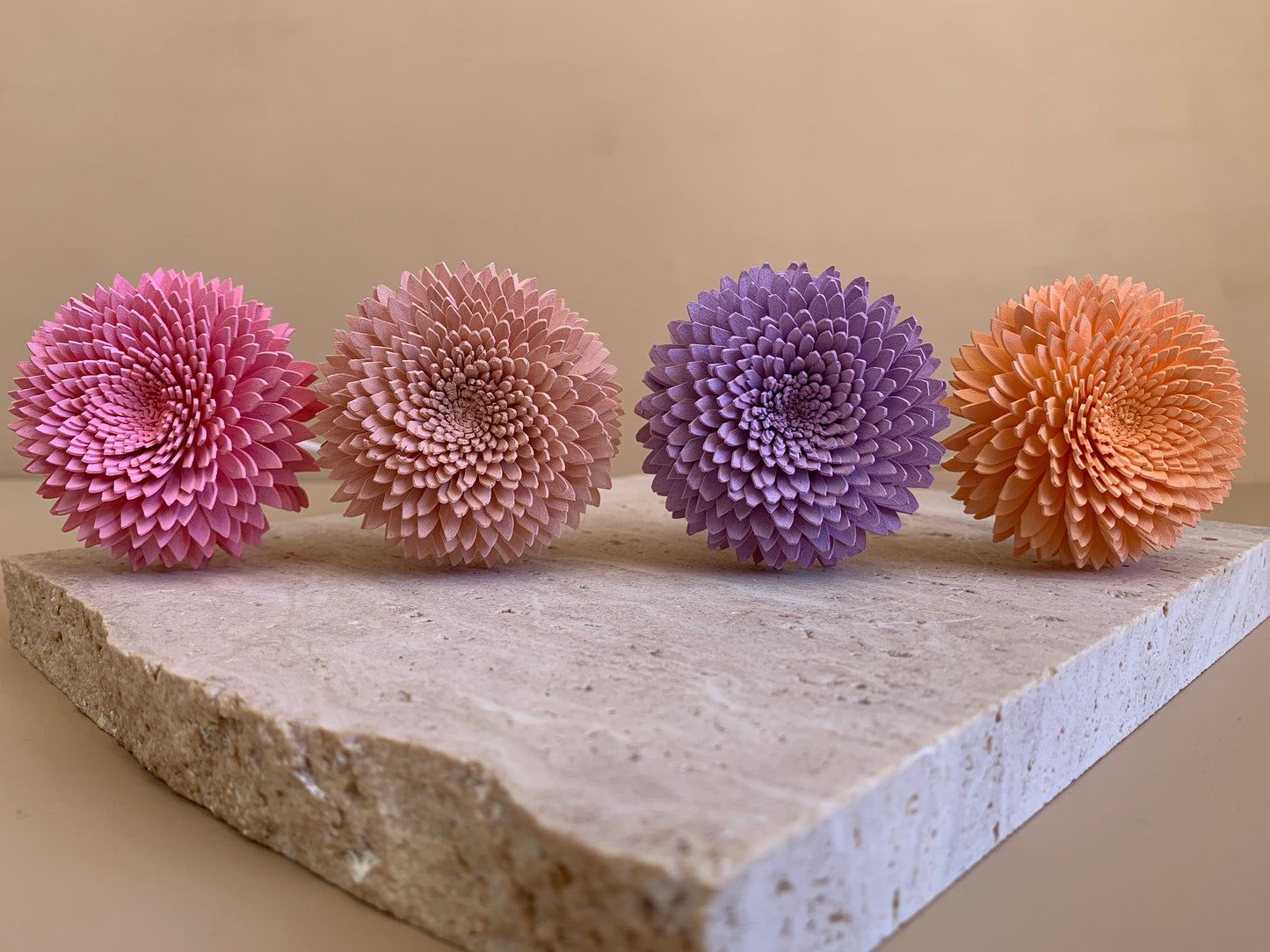 Chrysanthemum Coloured