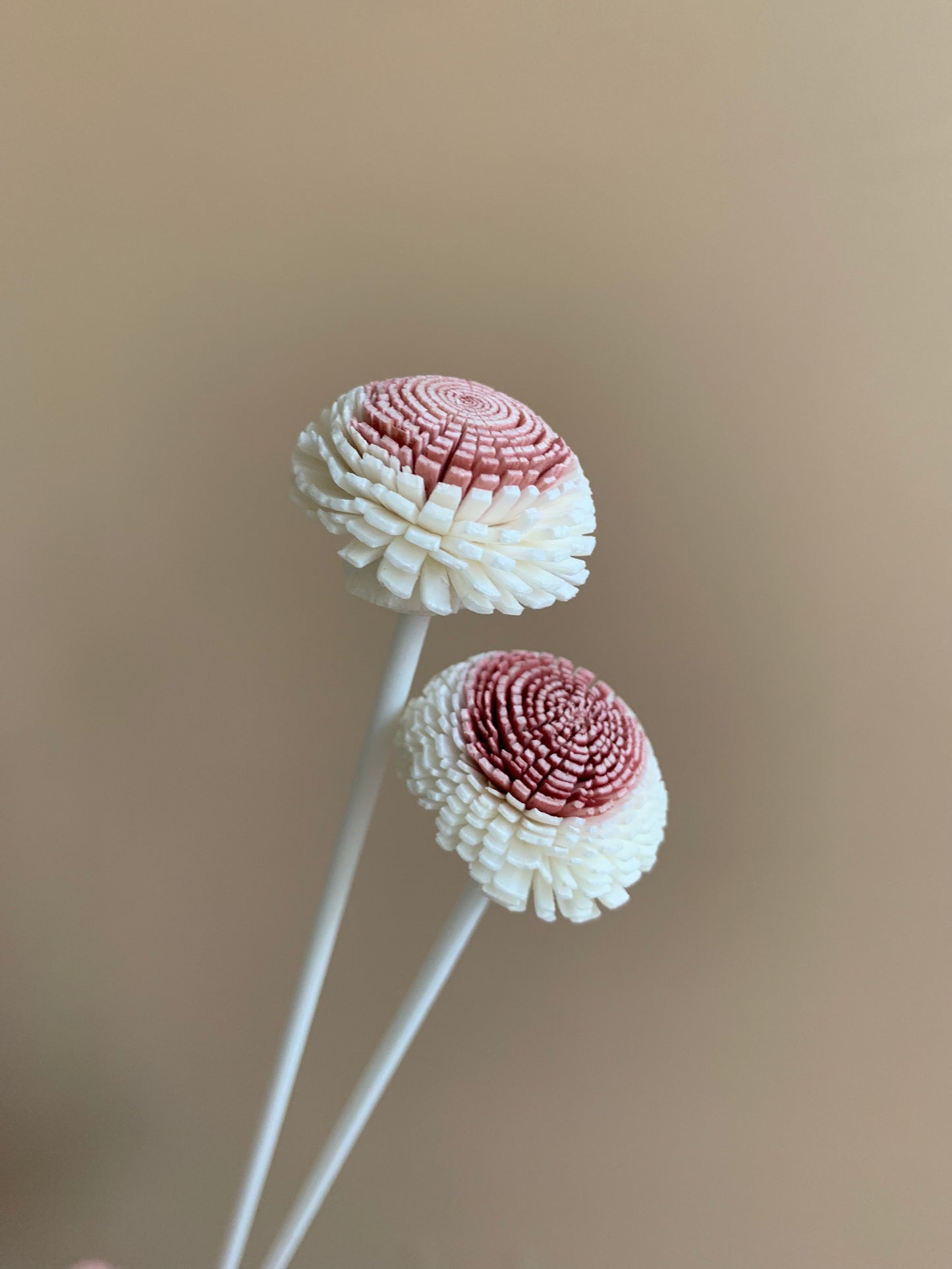 *SALE* Globe Amaranth