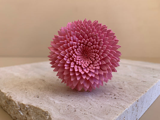 Chrysanthemum Coloured