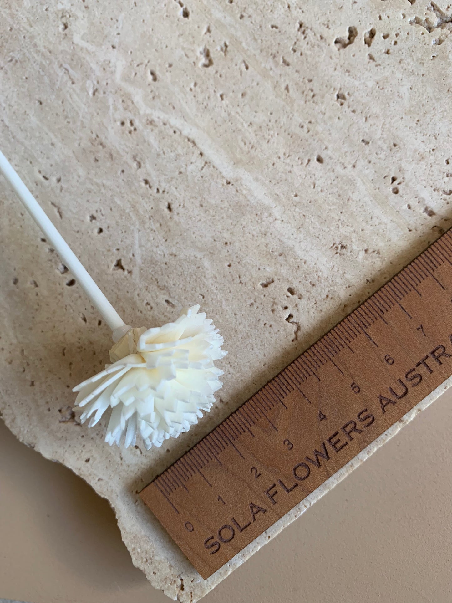 Carnation White