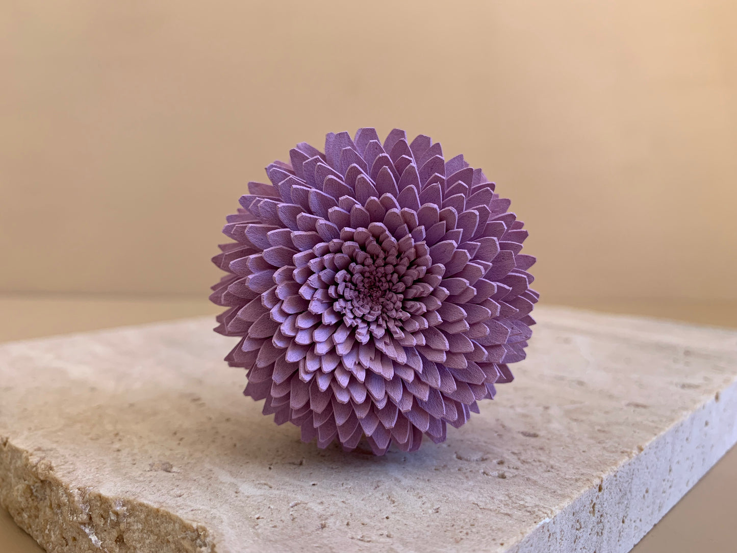 Chrysanthemum Coloured
