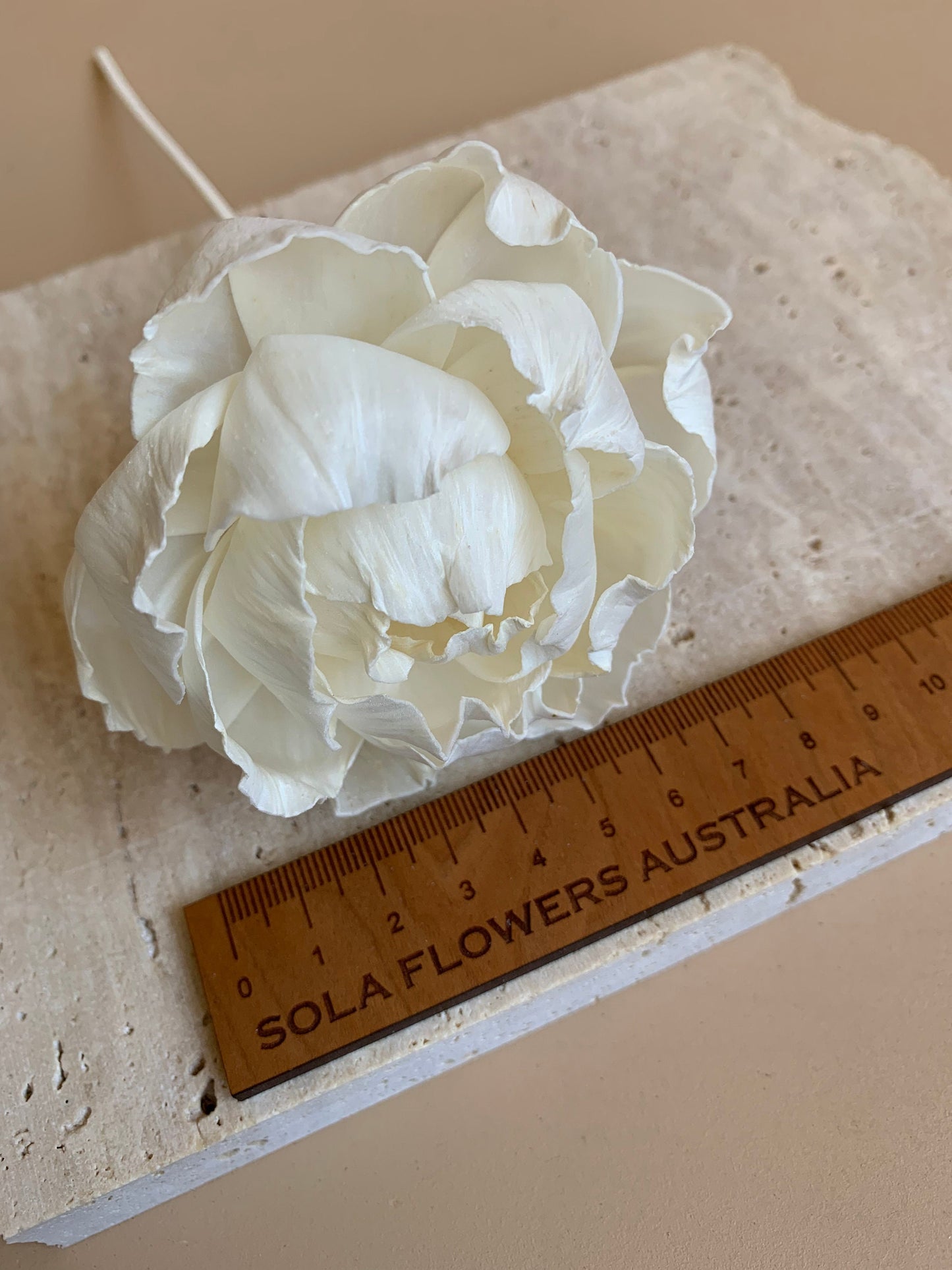 fully opened white peony sola flower