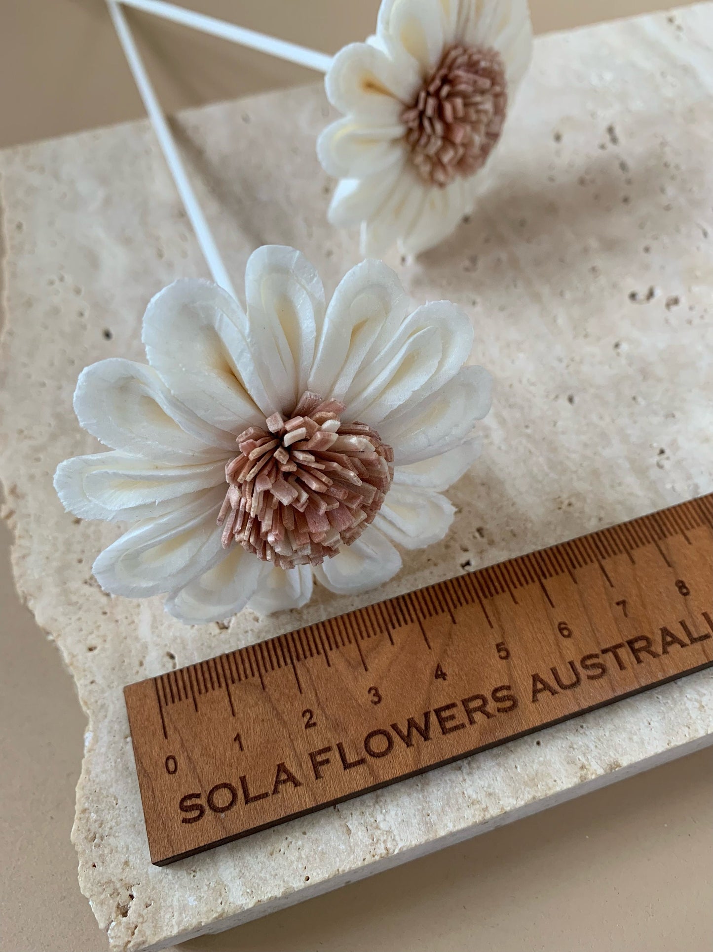 *SALE* Daisy