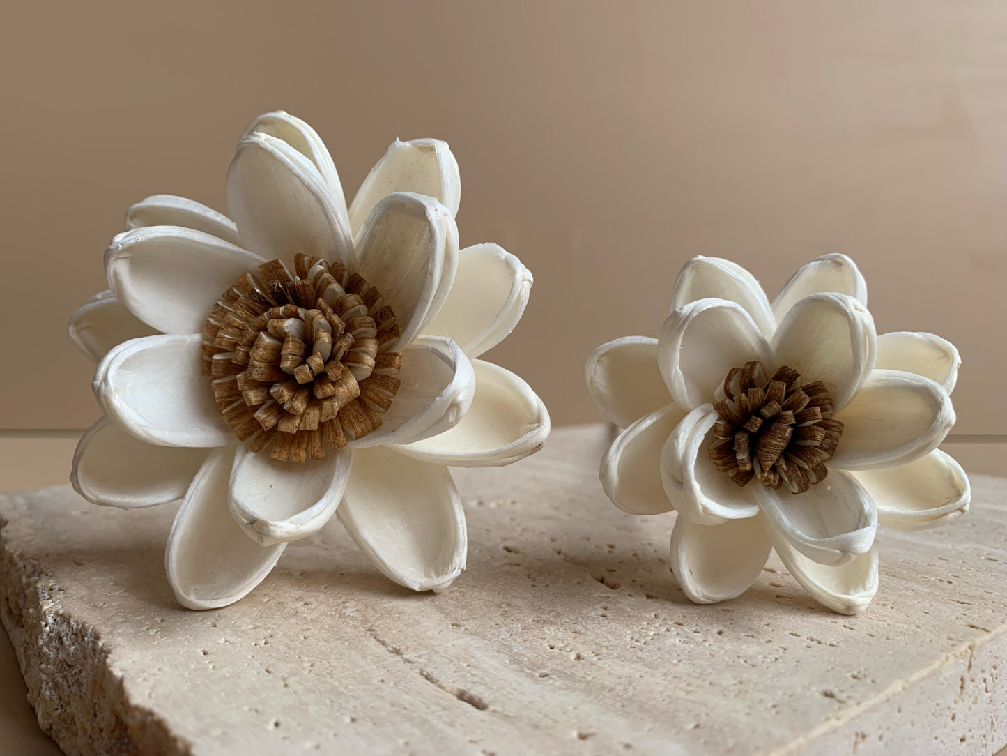 Brown Pollen Lotus