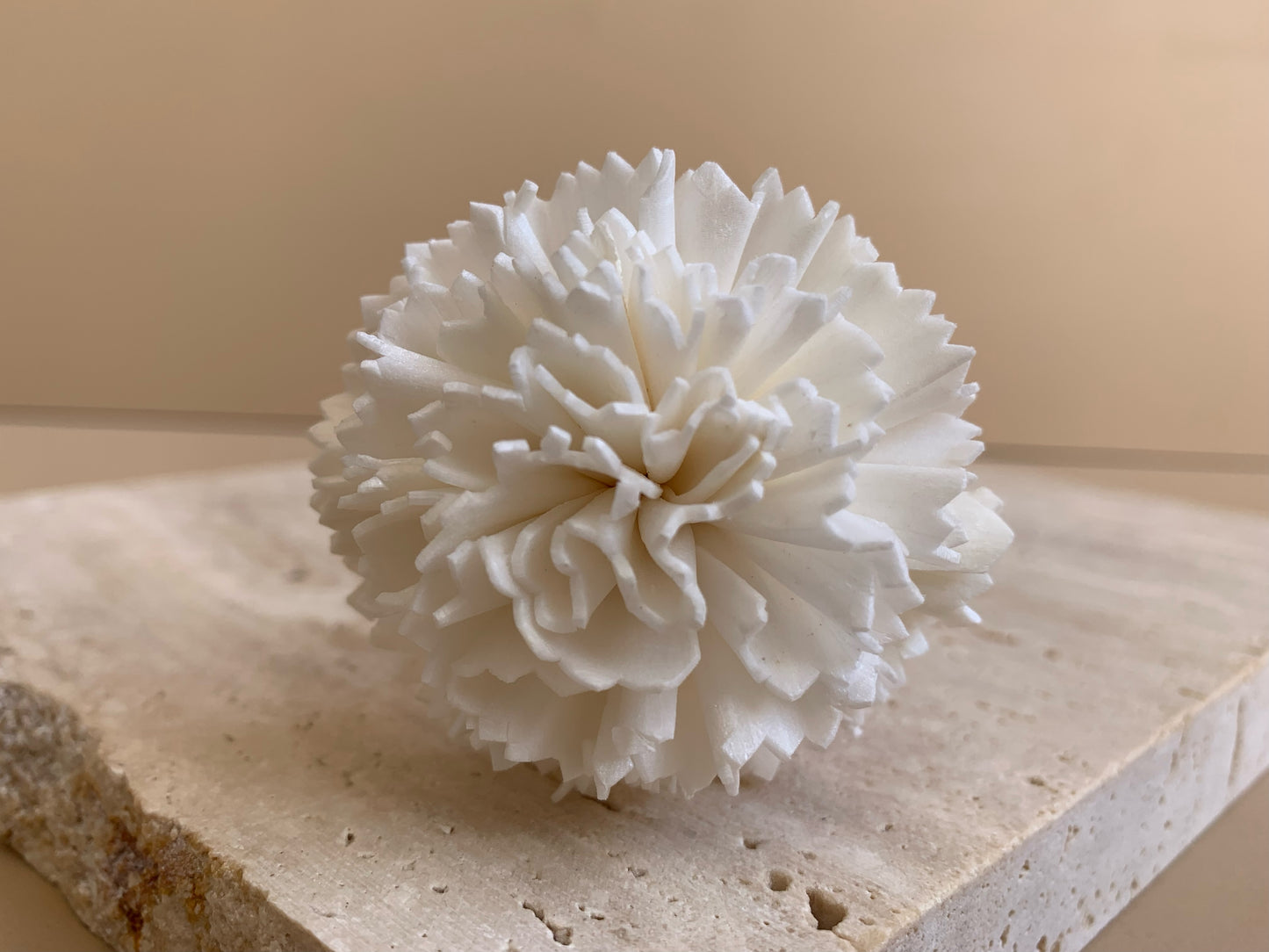 Carnation White