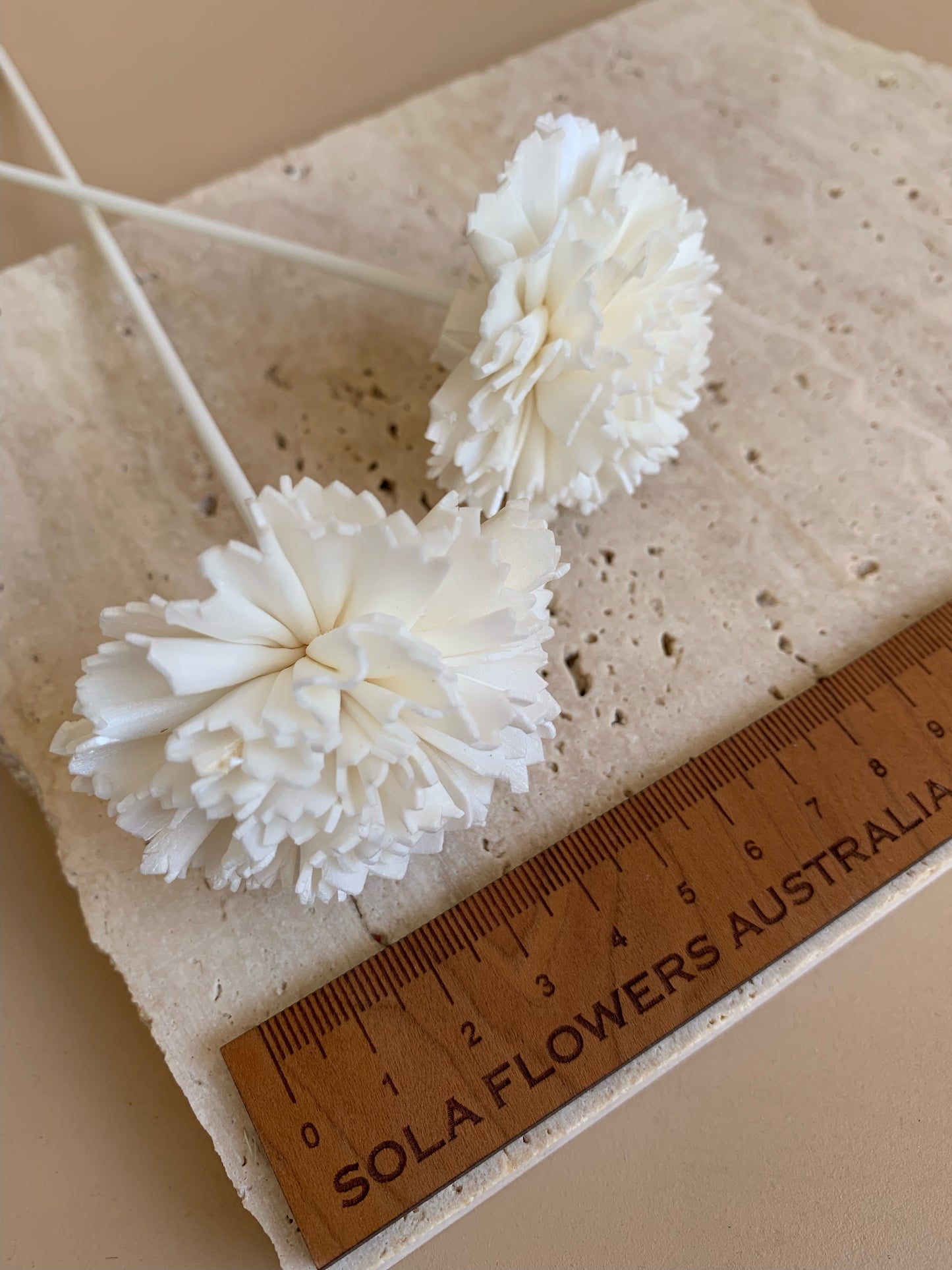 Carnation White