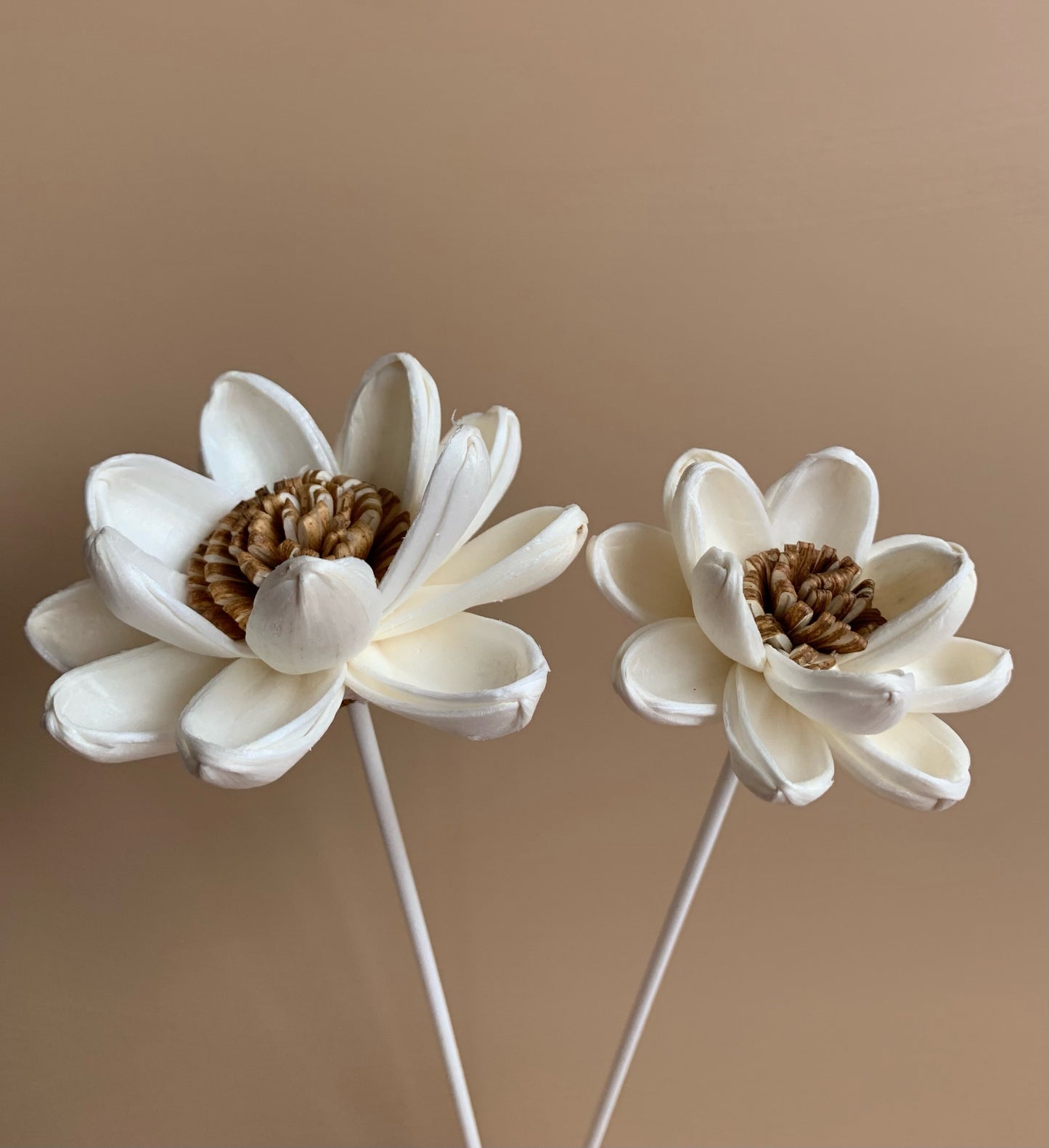 Brown Pollen Lotus