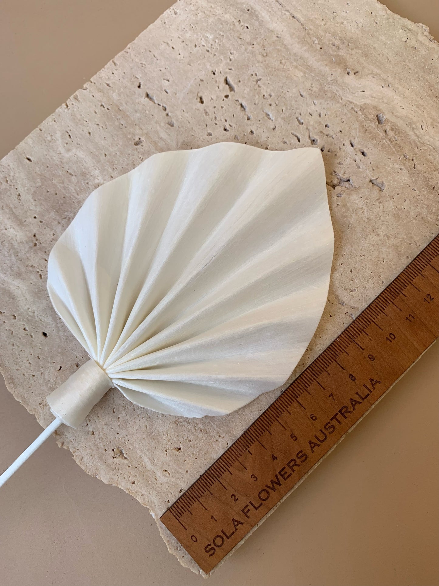 Palm Spear White