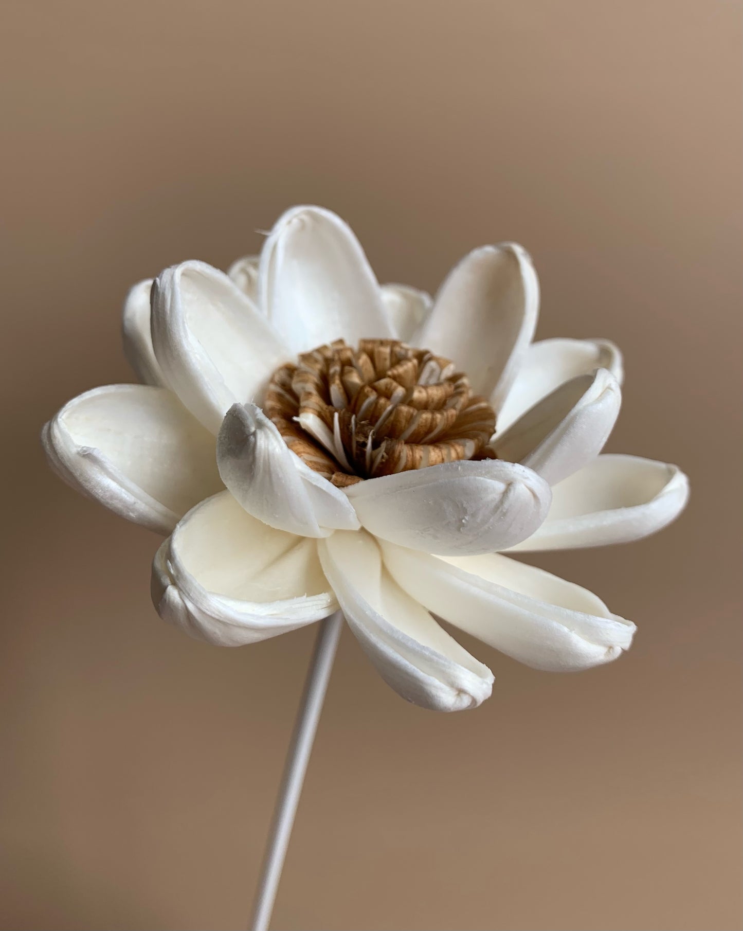 Brown Pollen Lotus