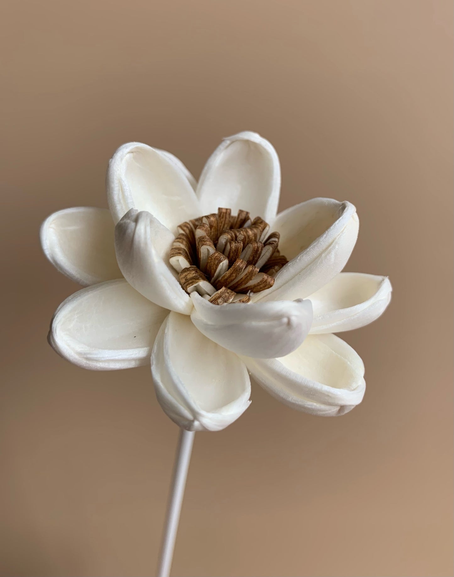 Brown Pollen Lotus