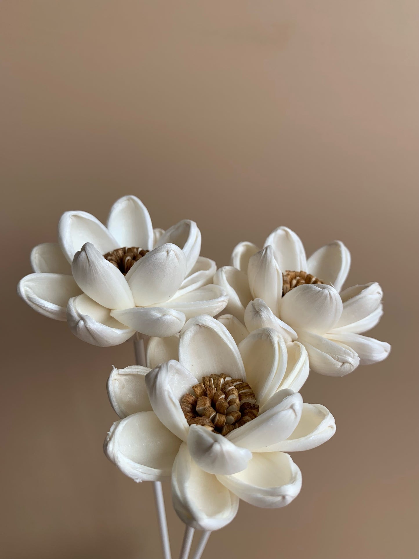 Brown Pollen Lotus