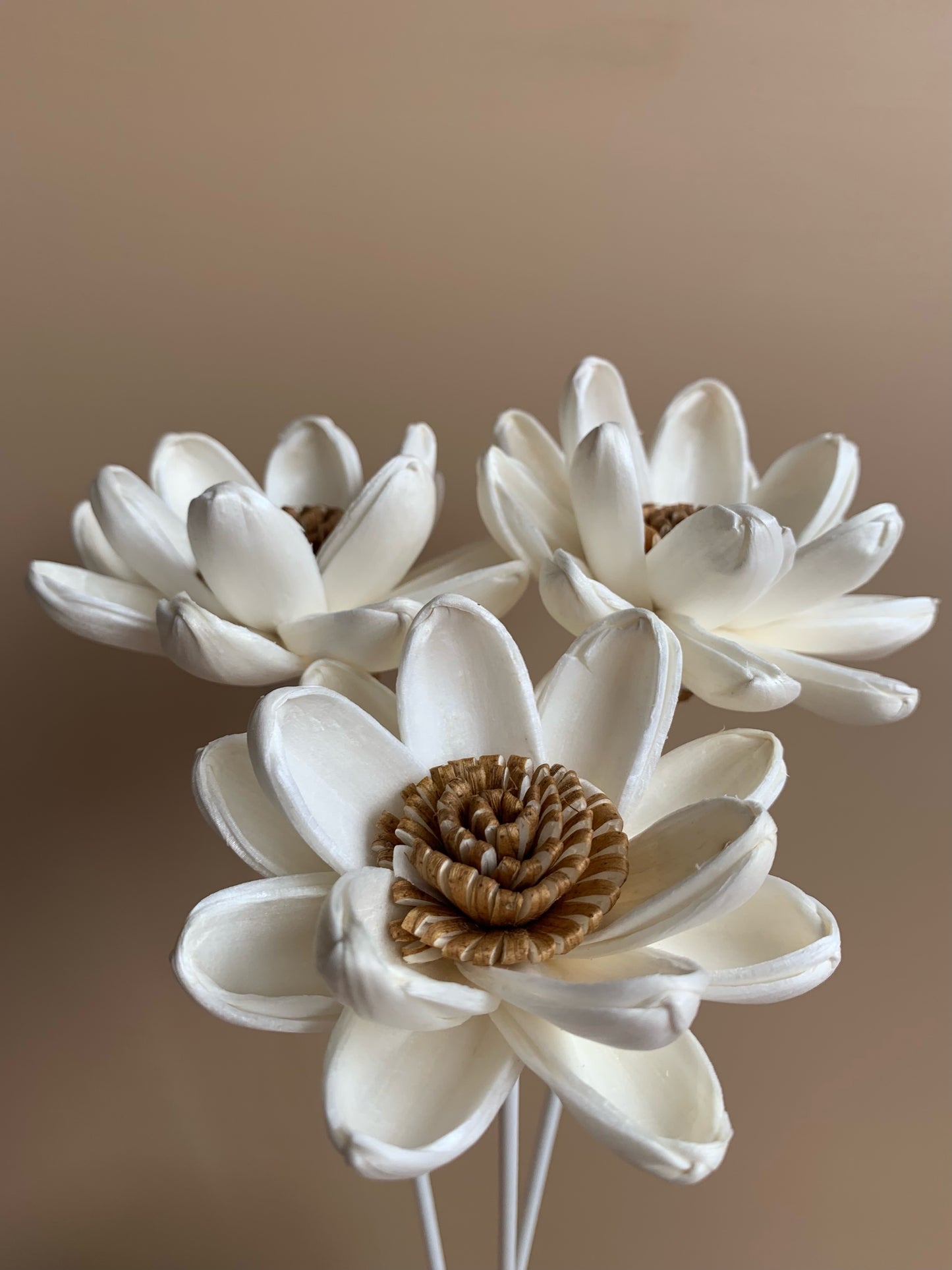 Brown Pollen Lotus