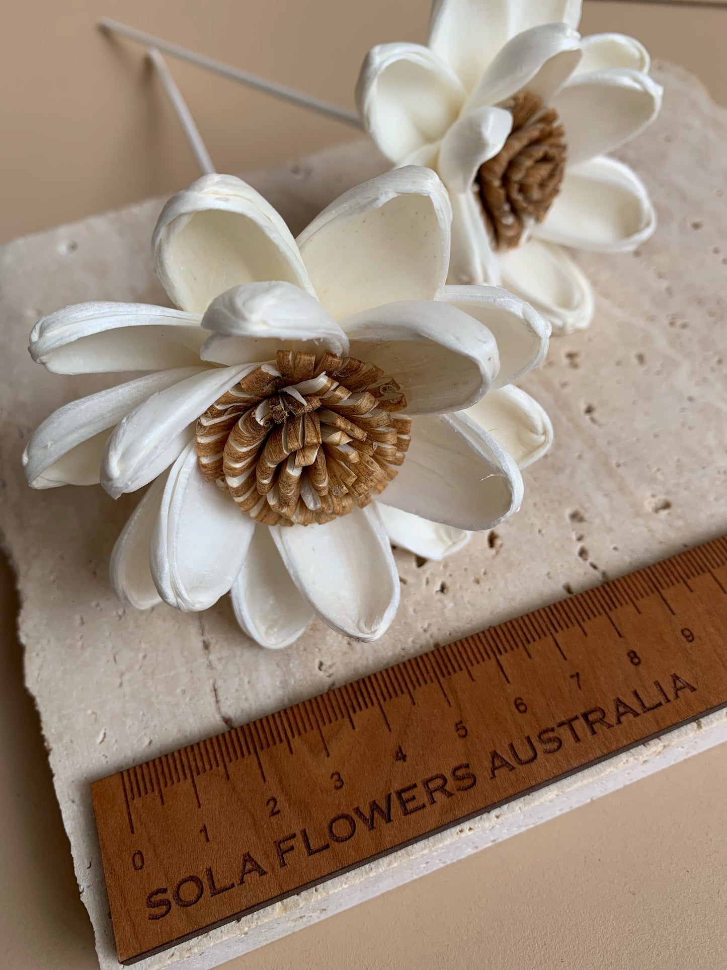 Brown Pollen Lotus