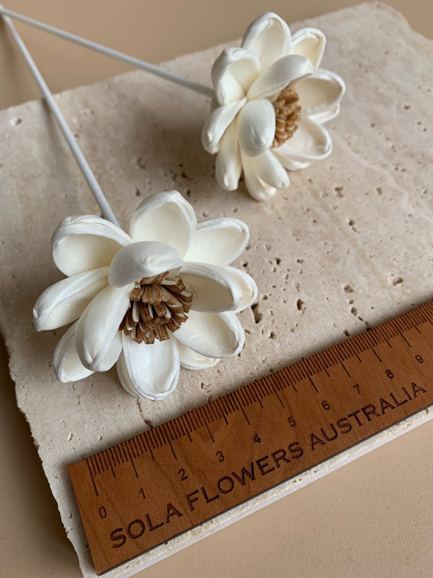 Brown Pollen Lotus