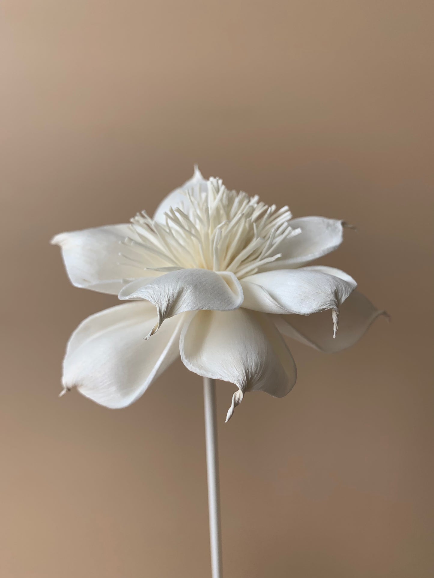 Dahlia with White Pollen