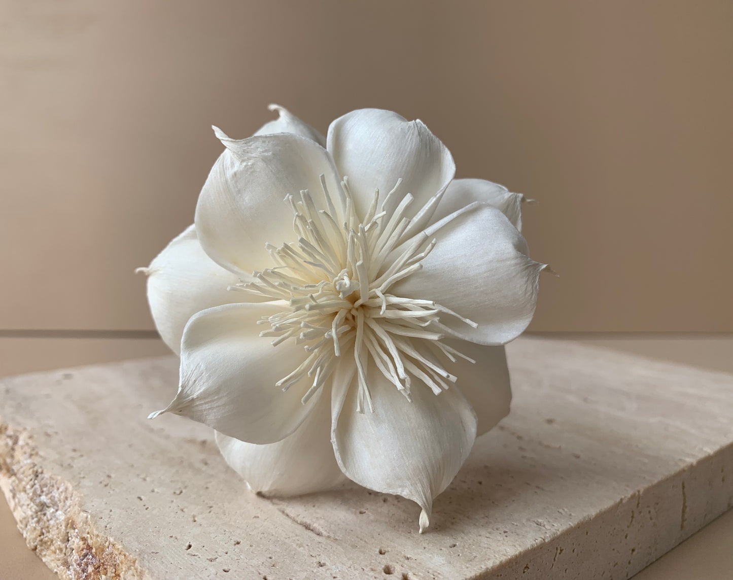 Dahlia with White Pollen