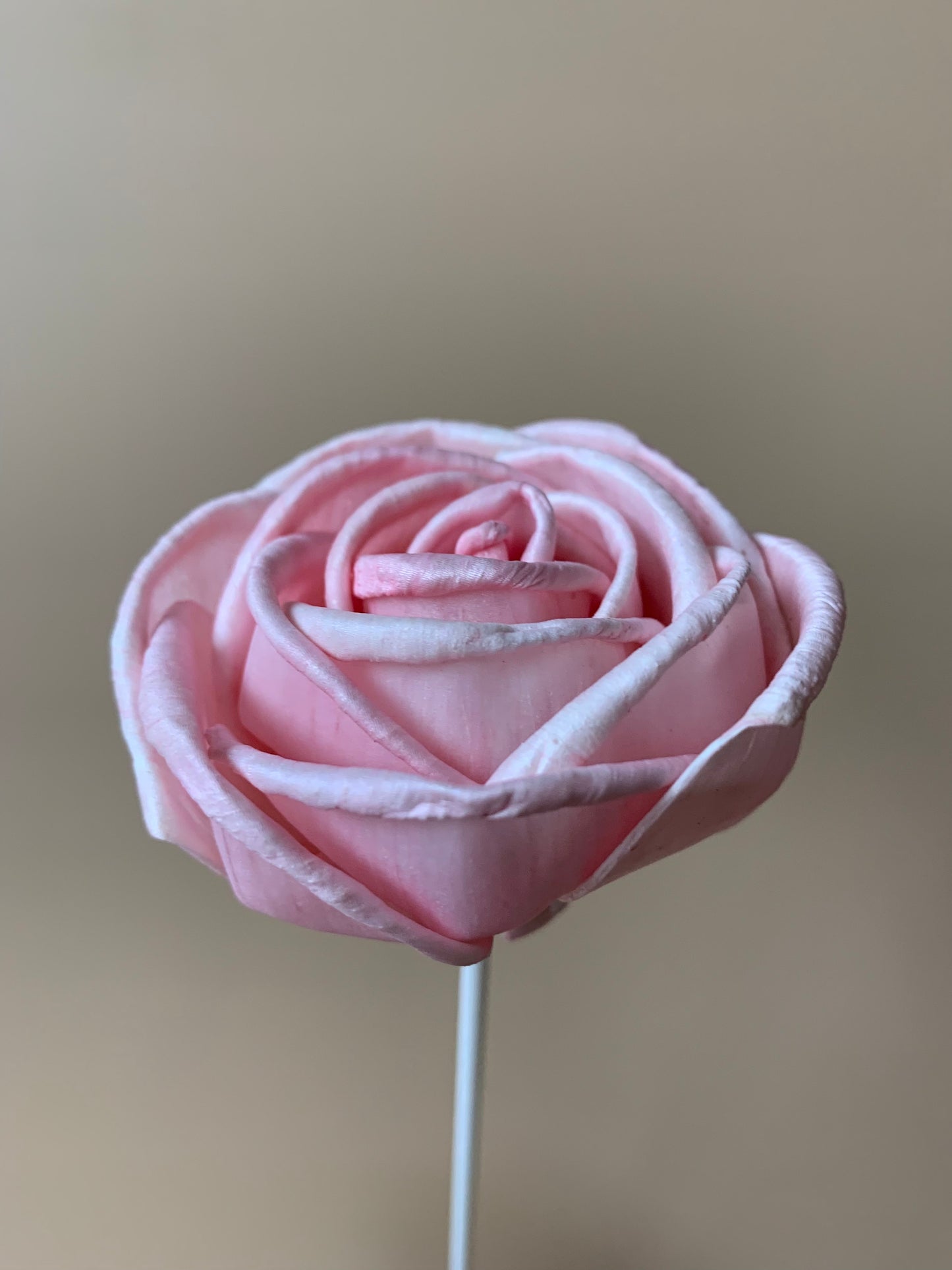 Cottage Rose Soft Pink