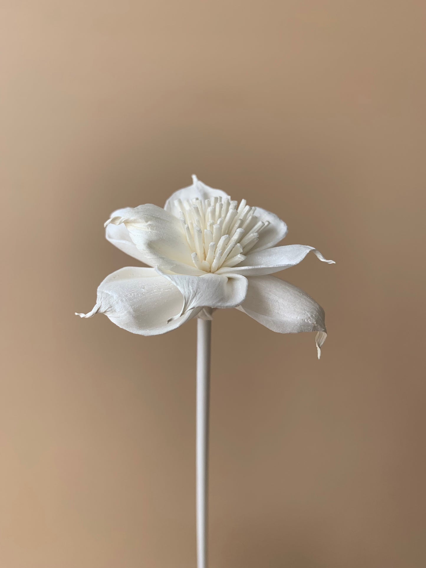 Dahlia with White Pollen