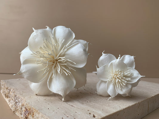 Dahlia with White Pollen