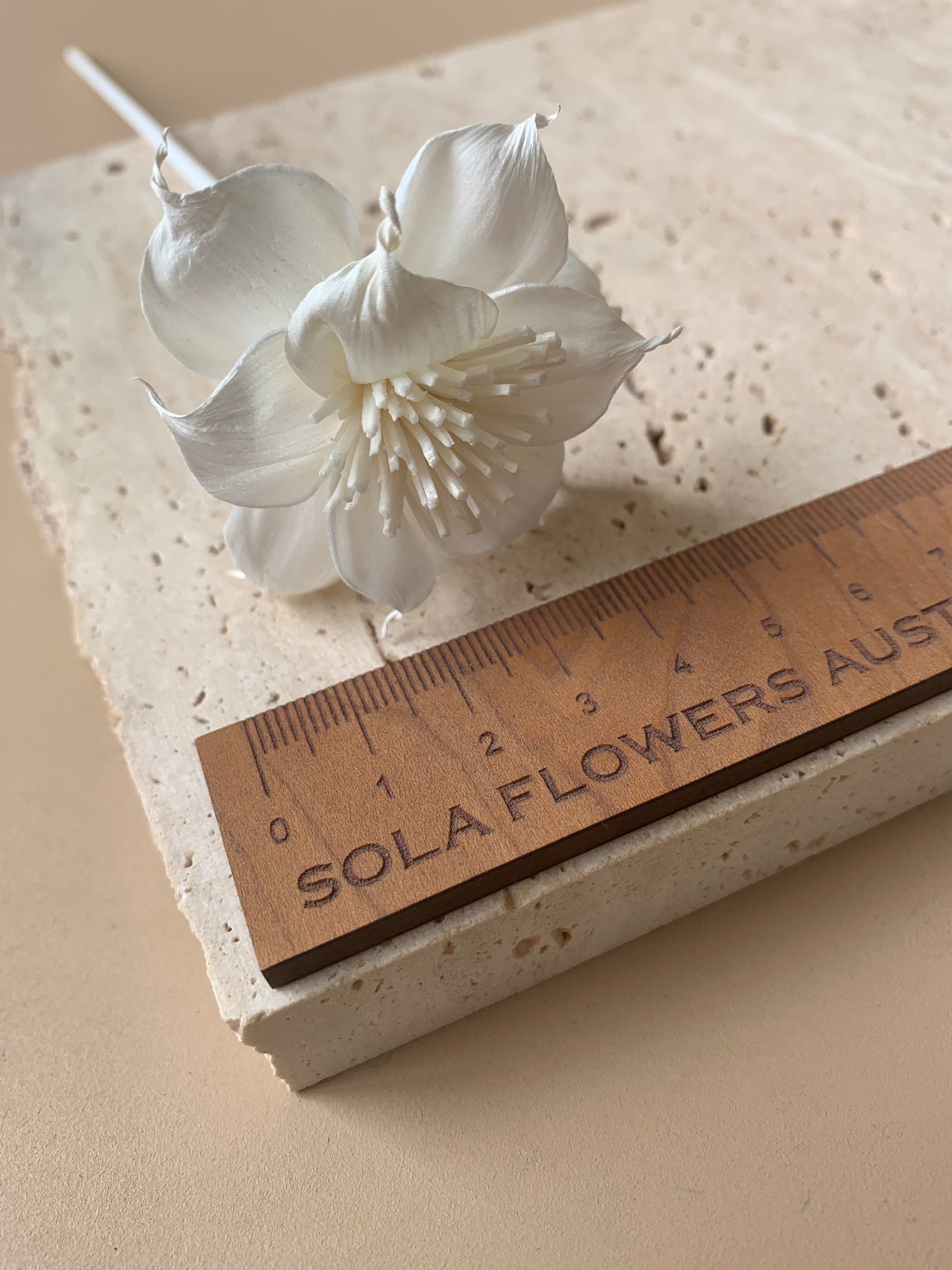 Dahlia with White Pollen