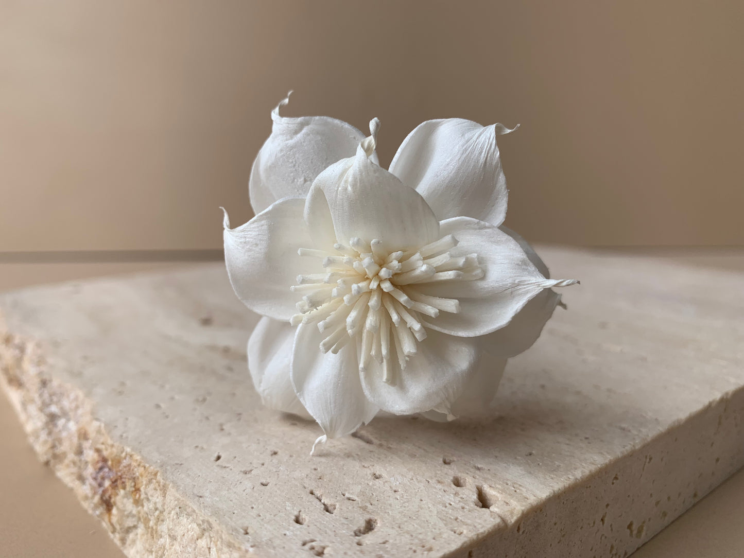 Dahlia with White Pollen