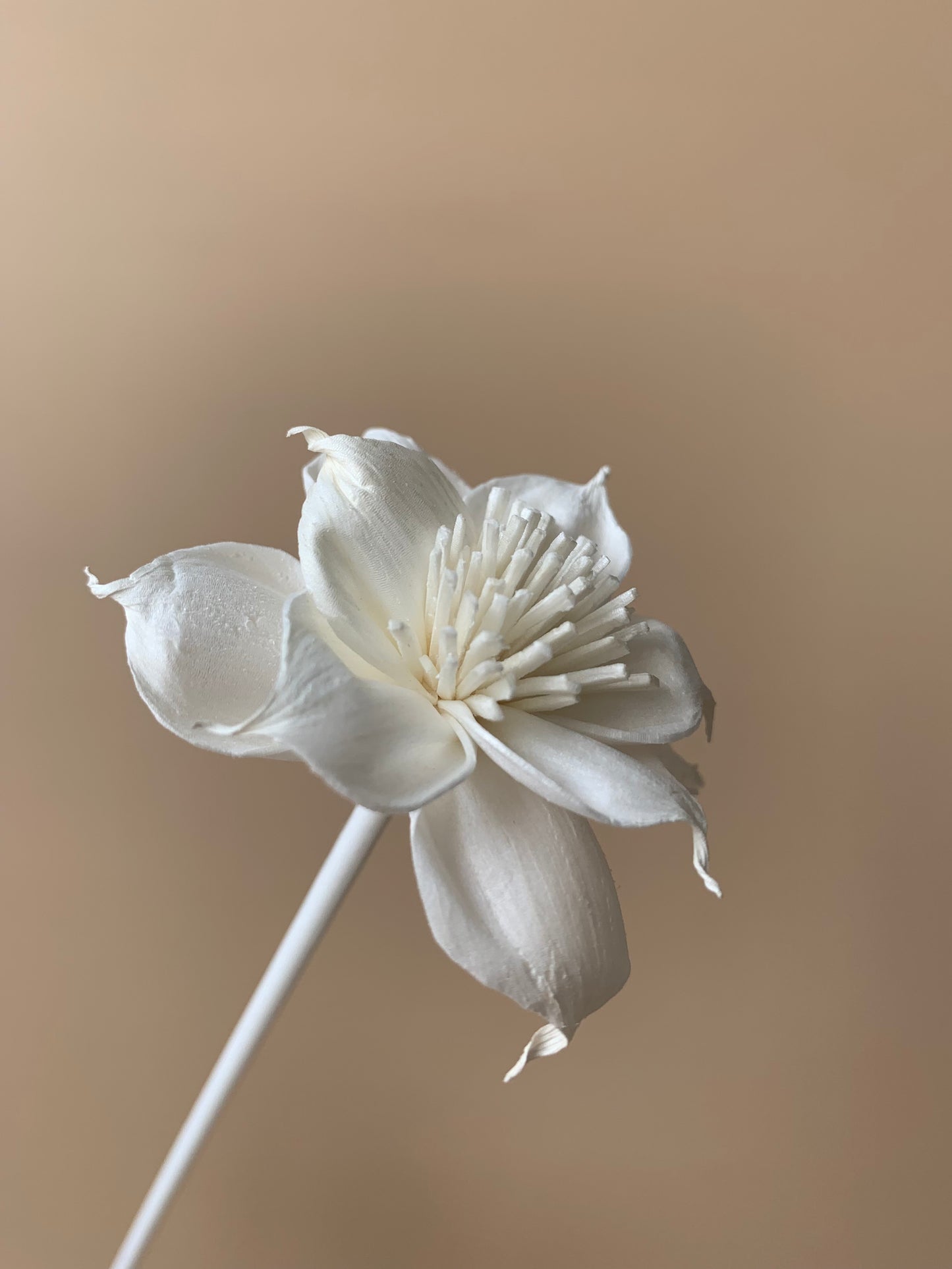 Dahlia with White Pollen