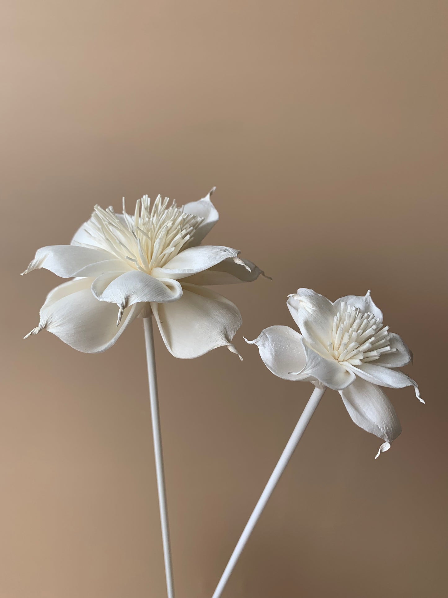 Dahlia with White Pollen