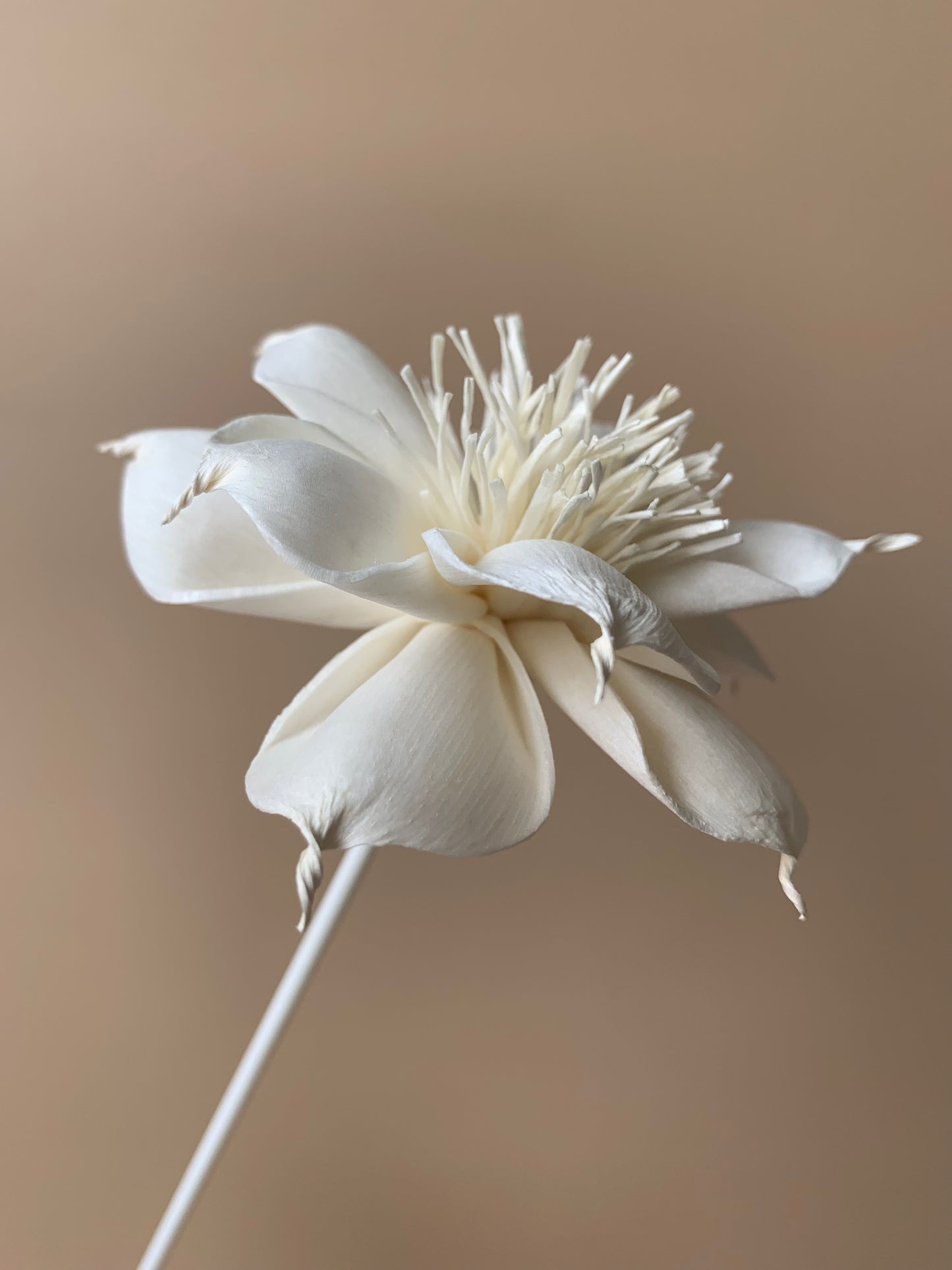 Dahlia with White Pollen