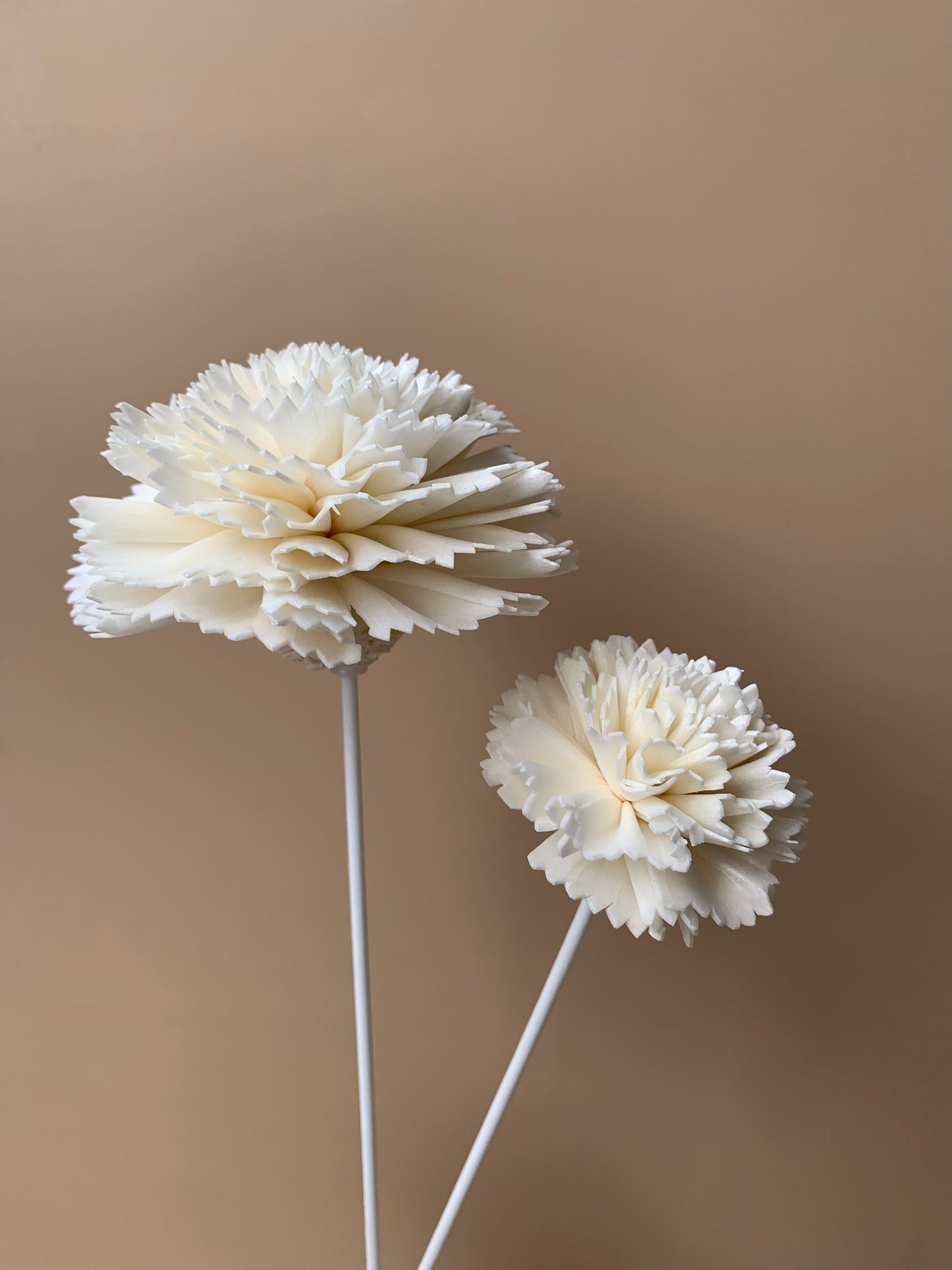 Carnation White