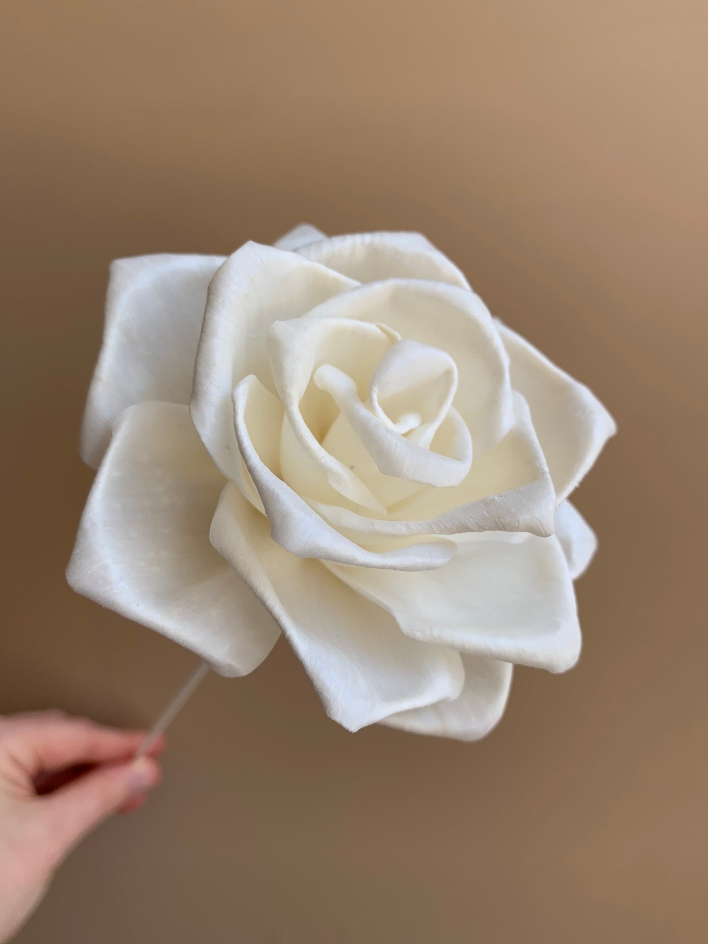 White Reflexed Rose – Sola Flowers Australia