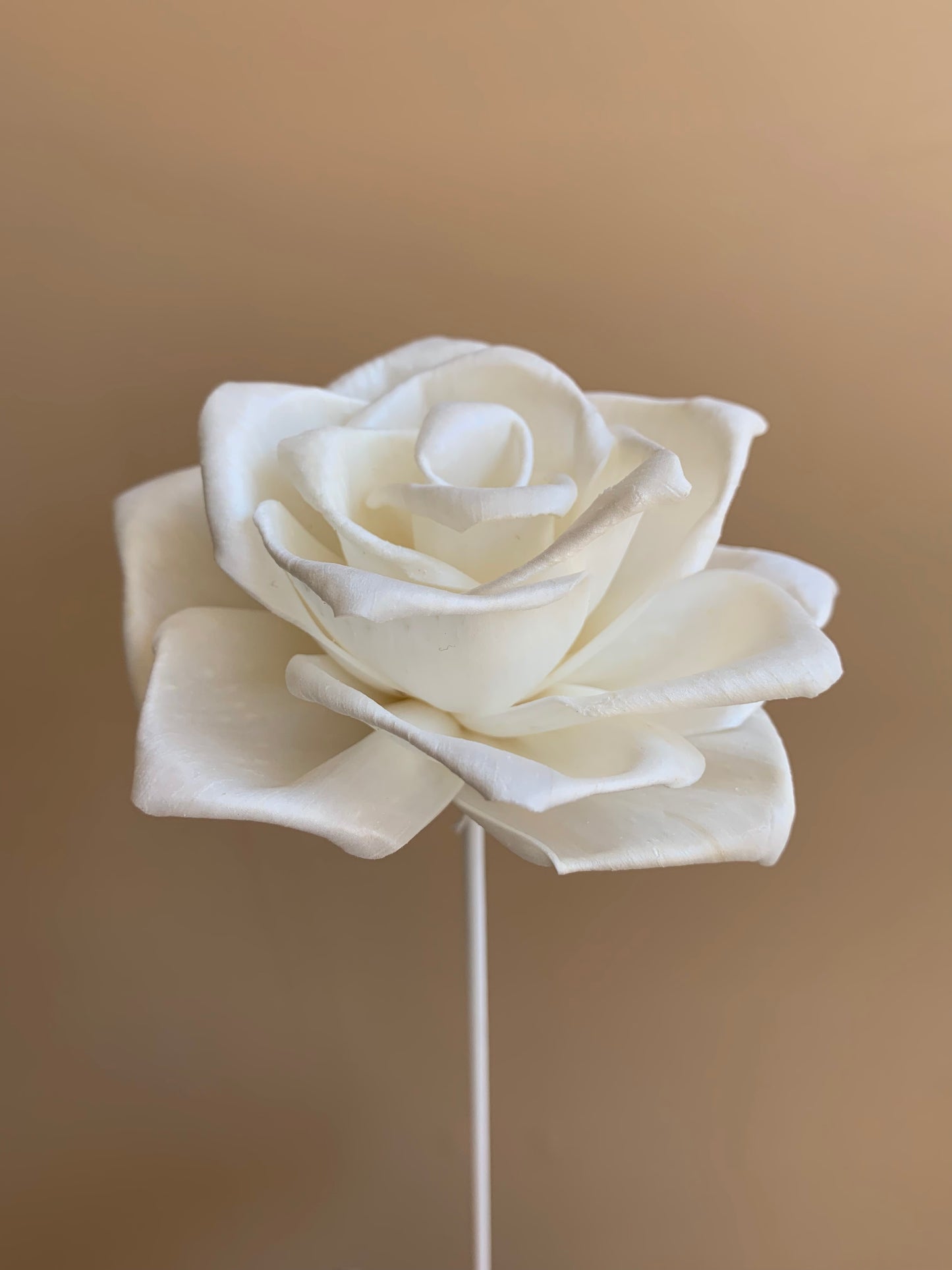 White Reflexed Rose – Sola Flowers Australia