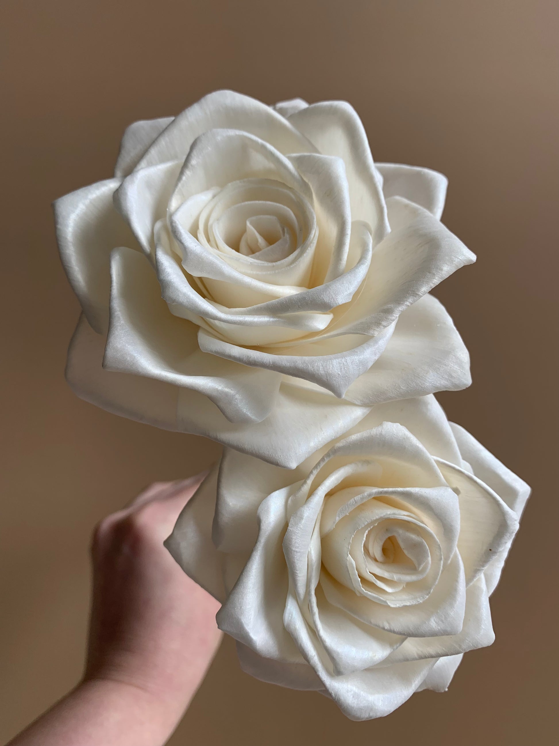 White Reflexed Rose – Sola Flowers Australia