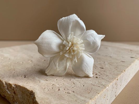 *SALE* Dahlia Anemone