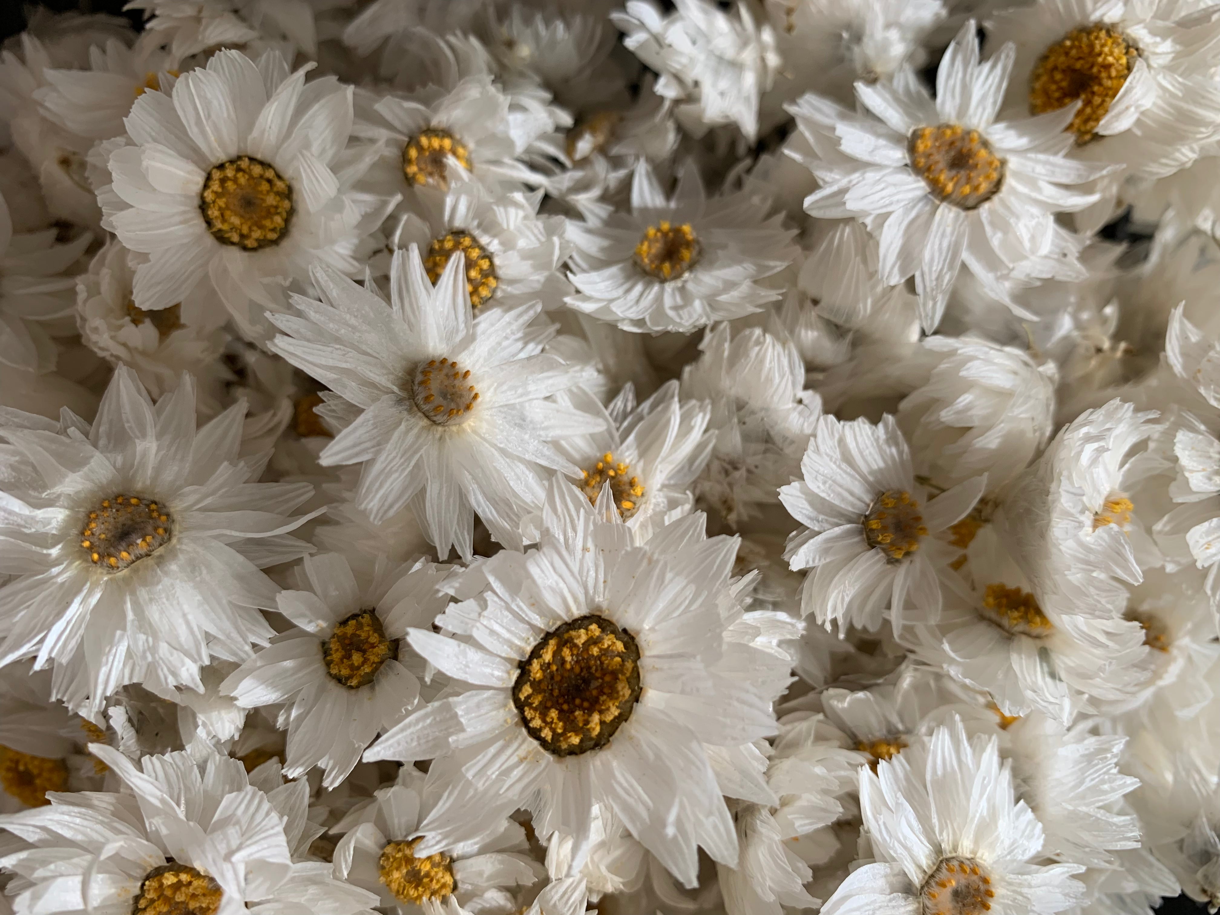 Dried Daisies – Sola Flowers Australia