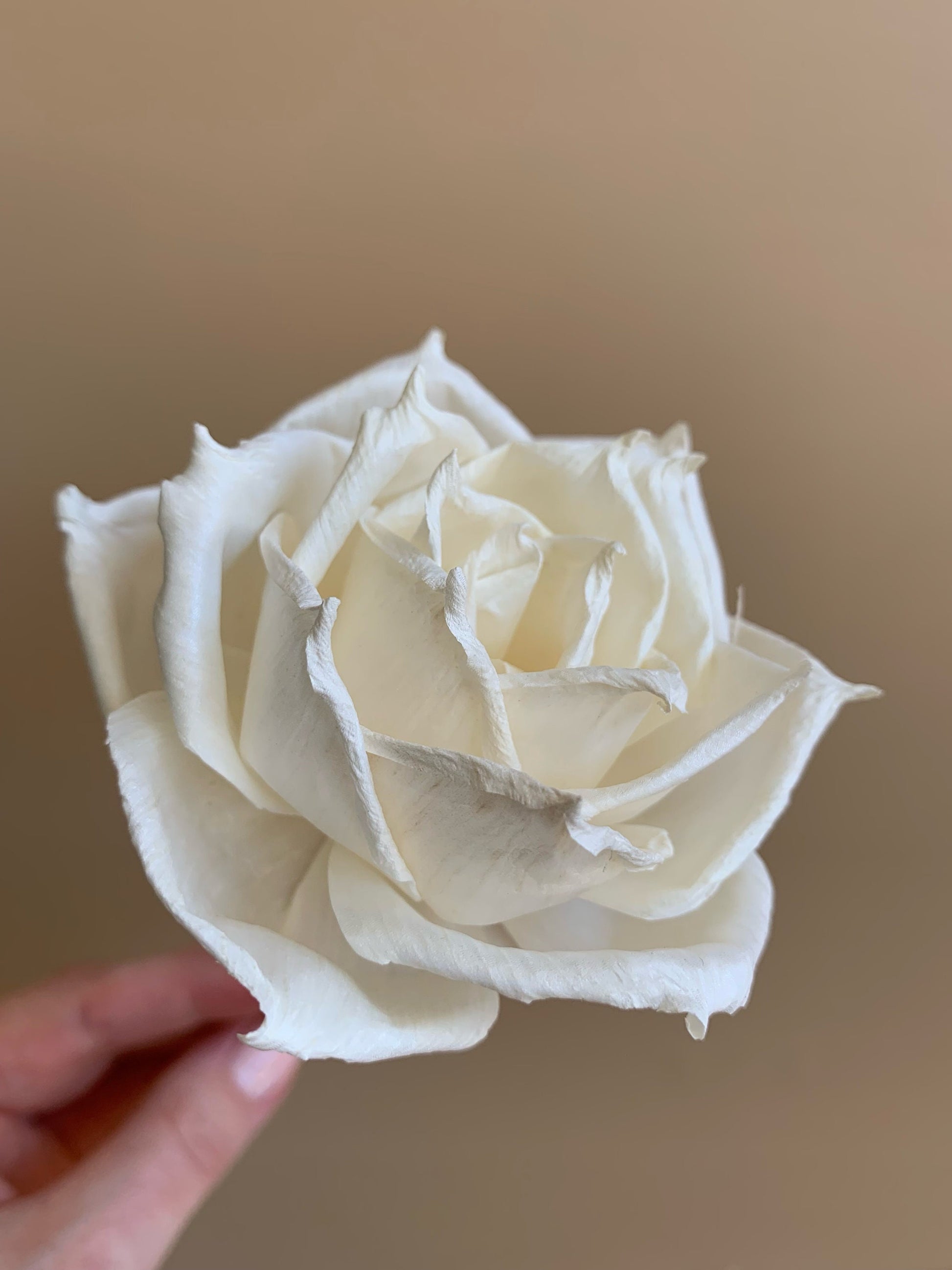 white rose sola flower