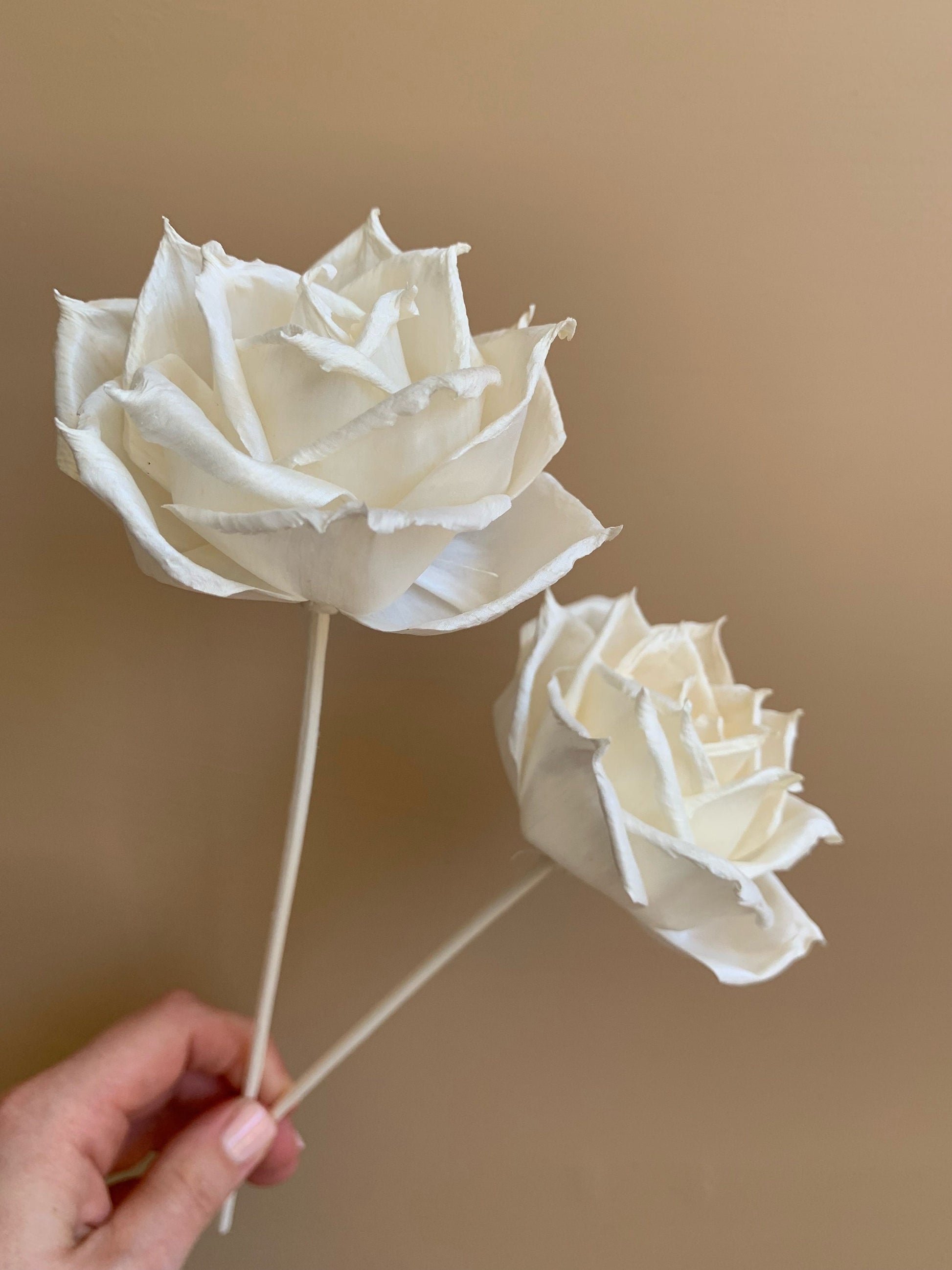 our original white rose pointed petals