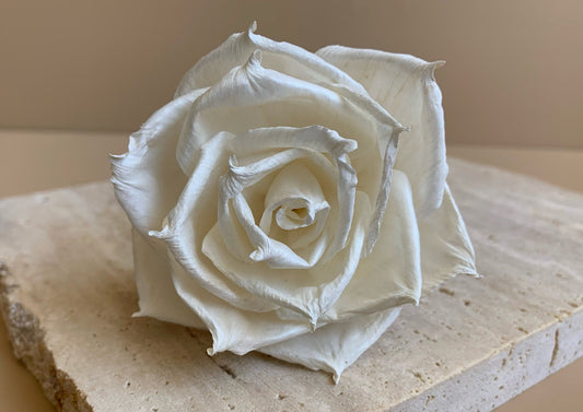 white rose pointed petals closeup detail